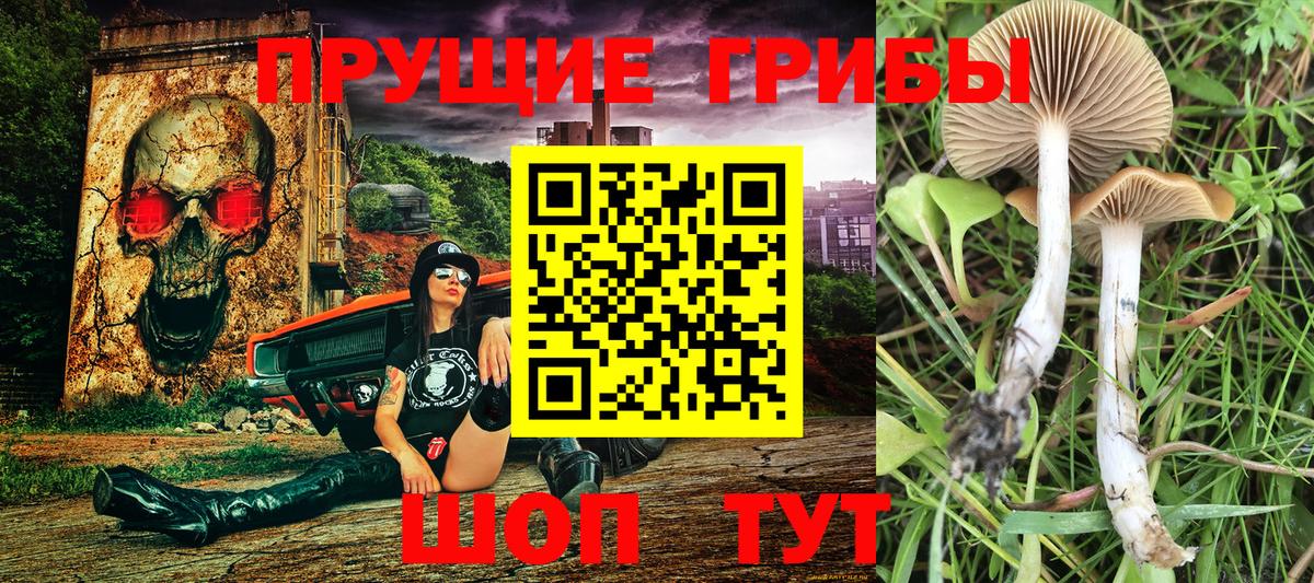 Псилоцибиновые грибы Psilocybe Касимов